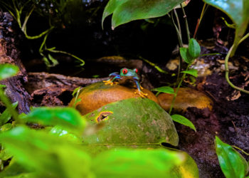 El Acuario de Gijón celebra el Día de la Tierra