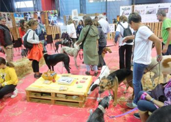 Espacio Mascotas aterriza este sábado en Gijón: todo lo que no te puedes perder
