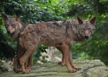 El Principado aboga por dejar de incluir al lobo entre las especies protegidas