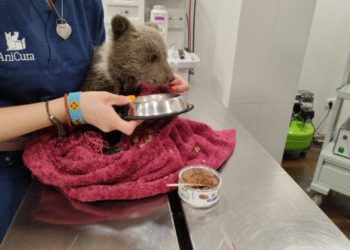 Rescatada en Asturias una osezna de apenas dos kilos en perfecto estado