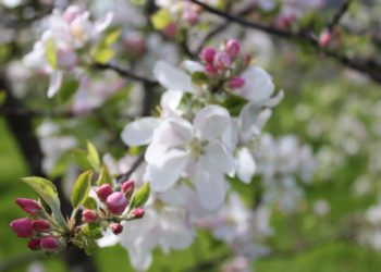 Todo preparado para dar la bienvenida a la primavera con la Semana de la Floración del Manzano