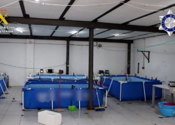 Desarticulada una organización criminal internacional dedicada al tráfico de angulas entre España y Portugal