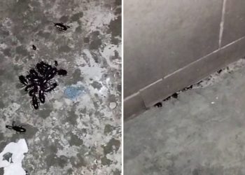 Las cucarachas invaden El Natahoyo: «Llevo trece años aquí y en la vida vi esto; no podemos con ellas»