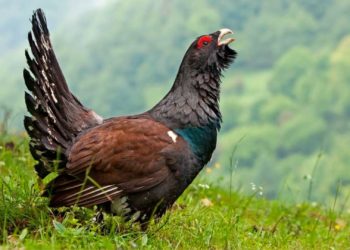 El CSIC alerta: el urogallo cantábrico necesita un rescate genético para evitar su extinción