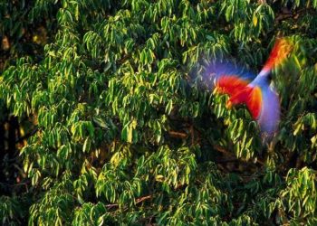 Cuarenta años explorando el Amazonas: la próxima charla del Botánico de un importante naturalista gijonés