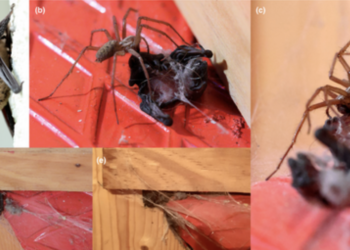 VÍDEO | Caso inédito en España: araña devora a un murciélago en la Cordillera Cantábrica