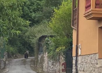 Un oso se pasea, a plena luz del día, por este pueblo asturiano a solo 15 kilómetros de Oviedo