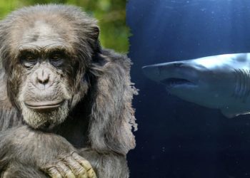 El Acuario de Gijón celebra el Dia Mundial del chimpancé y el tiburón