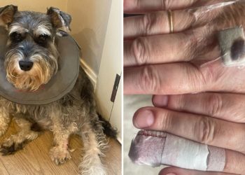 «Vi sangre en la boca del otro perro, y pensé que le estaba destrozando la pata al mío»