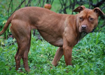 El último altercado canino en Gijón reabre el debate sobre los perros peligrosos: «No son para cualquiera»