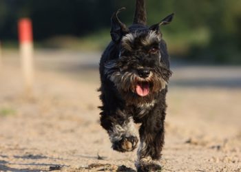 Una pelea entre dos perros siembra el pánico en el centro de Gijón
