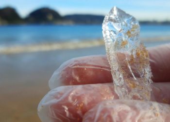 ¿’Gelatina’ en las playas? No son medusas… ¡Son salpas!