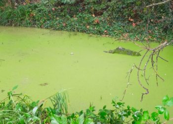 Los dueños de perros celebran las actuaciones de mejora en La Guía: «Está quedando una maravilla»