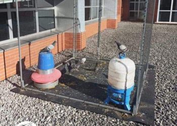 PACMA denuncia las ‘jaulas para palomas’ con las que Oviedo busca controlar su población