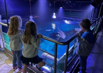 «Durmiendo con Tiburones» vuelve al Acuario de Gijón esta semana