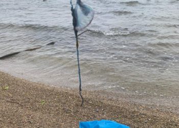 Emulsa planta cara a la invasión de carabelas portuguesas en la playa de Peñarrubia