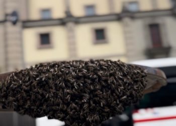 Un impresionante enjambre de abejas se asienta en pleno centro de Gijón