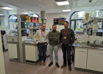 Científicos del CSIC y la Universidad de Oviedo encuentran la clave para el rejuvenecimiento cerebral