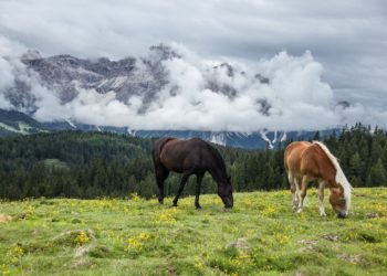 Juzgan a dos hermanos por la muerte de tres caballos atados sin agua ni comida