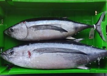 La campaña del bonito podría prolongarse hasta octubre al haber consumido sólo el 41% de la cuota