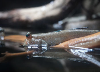 El Bioparc Acuario de Gijón inaugura un nuevo acuaterrario dedicado a las aguas tranquilas de África