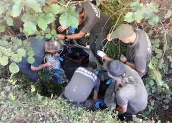 Rescatan en Somiedo a un oso herido que no podía mover las patas traseras