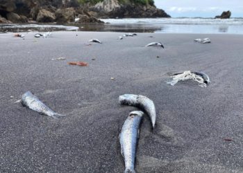 El hallazgo de miles de peces muertos en Castrillón alerta a los ecologistas