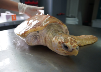 La historia de las tortugas rehabilitadas en el CRAMA que vuelven al mar, un recordatorio de lo que ocurre con los plásticos