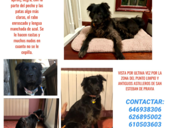 «Profundo dolor» de la familia de Fía, la perrita desaparecida hace semanas en Muros del Nalón