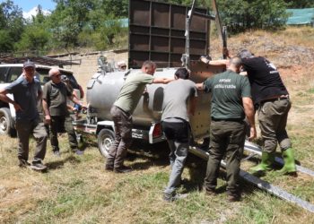 Un final feliz: la osezna Cova es trasladada al recinto de aclimatación de Valsemana en León