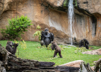 BIOPARC lanza la campaña «Conocer es proteger» para ayudar a salvar a los gorilas de la extinción