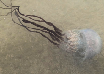 Vídeo | Sábado de medusas ‘gigantes’ en la bahía de Gijón
