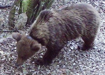 FAPAS alerta del «peligro de muerte» de una osa en Proaza «estrangulada» por un collar de radiomarcaje