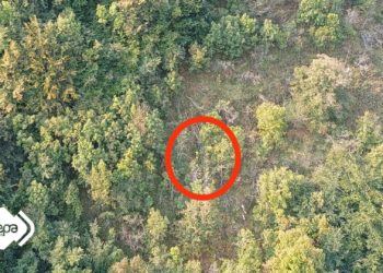 Herido grave un leñador al que le cayó encima un árbol en los bosques de Somiedo