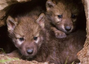 La UE da el primer paso para rebajar el estatus de protección del lobo por el aumento de ataques al ganado