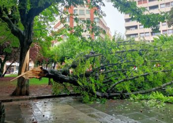 La caída de otro castaño en la plaza de San Miguel desata el malestar de IU por la «desatención» del arbolado