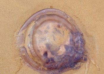 Todo lo que necesitas saber sobre las medusas (que han venido para quedarse) de la costa cantábrica
