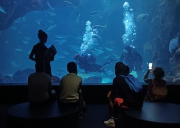 El Bioparc Acuario de Gijón lanza la campaña #DaLaCaraPorLosOcéanos para la conservación marina