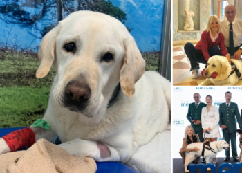 Último adiós a Tina, la valiente perra que sirvió a la Guardia Civil y pasó sus últimos años en Gijón: «Solo puedo darle las gracias»