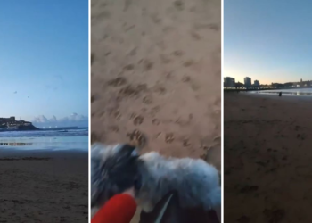 En estado crítico un perro de Gijón tras huir de la playa al oír fuegos artificiales: «Pedimos justicia»