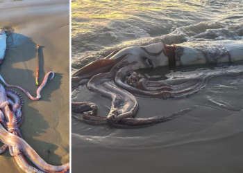 Sorpresa mayúscula en Llanes: aparece un calamar gigante en la playa de El Sablón