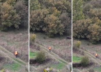 Vídeo | De un paseo tranquilo por el monte asturiano a cruzarse con un oso a poco más de cinco metros