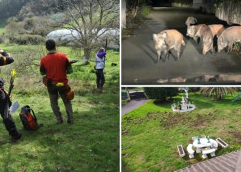 Colmillo contra flecha: así es como los Arqueros de Villaviciosa controlan la población de jabalíes en Gijón