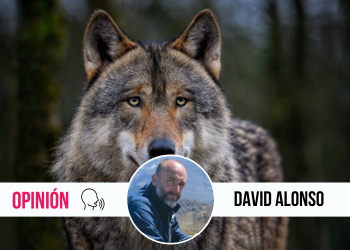 El lobo vuelve a Gijón