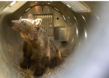 Siete meses después, la osezna Cova vuelve a correr en libertad