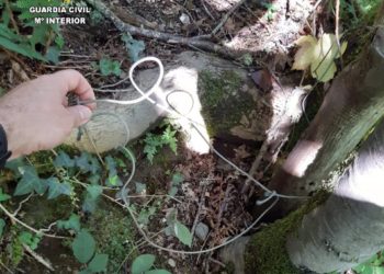 Detenido un hombre por la caza ilegal de un oso pardo en Ibias