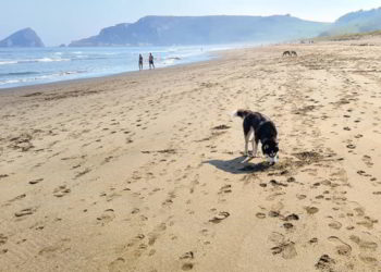 Asturias, un gran oasis ‘petfriendly’ en España