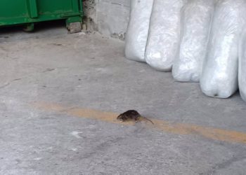 Sindicatos de EMULSA reclaman más personal para hacer frente al servicio de desratización en Gijón