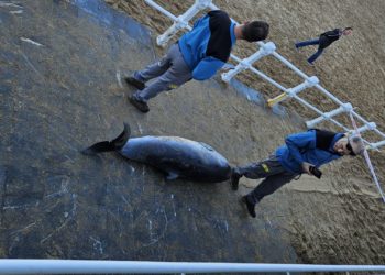 Identifican al cetáceo varado en San Lorenzo como un joven cachalote pigmeo que podría haber muerto por causas naturales