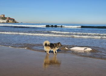 GALERÍA | Un cetáceo herido llega a orillas de la playa San Lorenzo